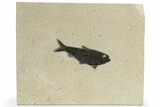 Dark Black Fossil Fish (Knightia) - Wyoming #222829-1
